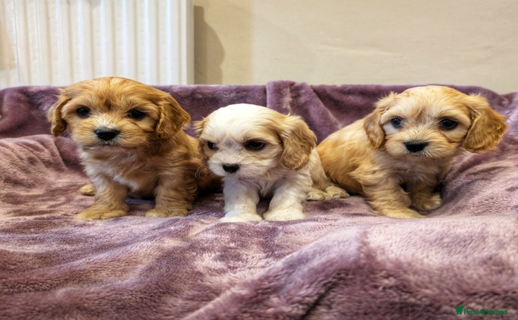 Cavachon dogs - Advert 2