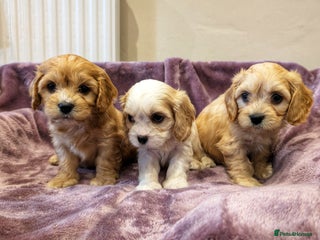 Cavachon dogs - Advert 6