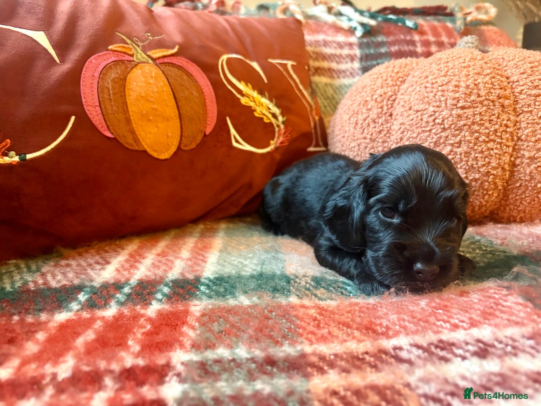 Cocker Spaniel dogs for sale: Beautiful Show Type Cocker Spaniel Puppies - Image 17