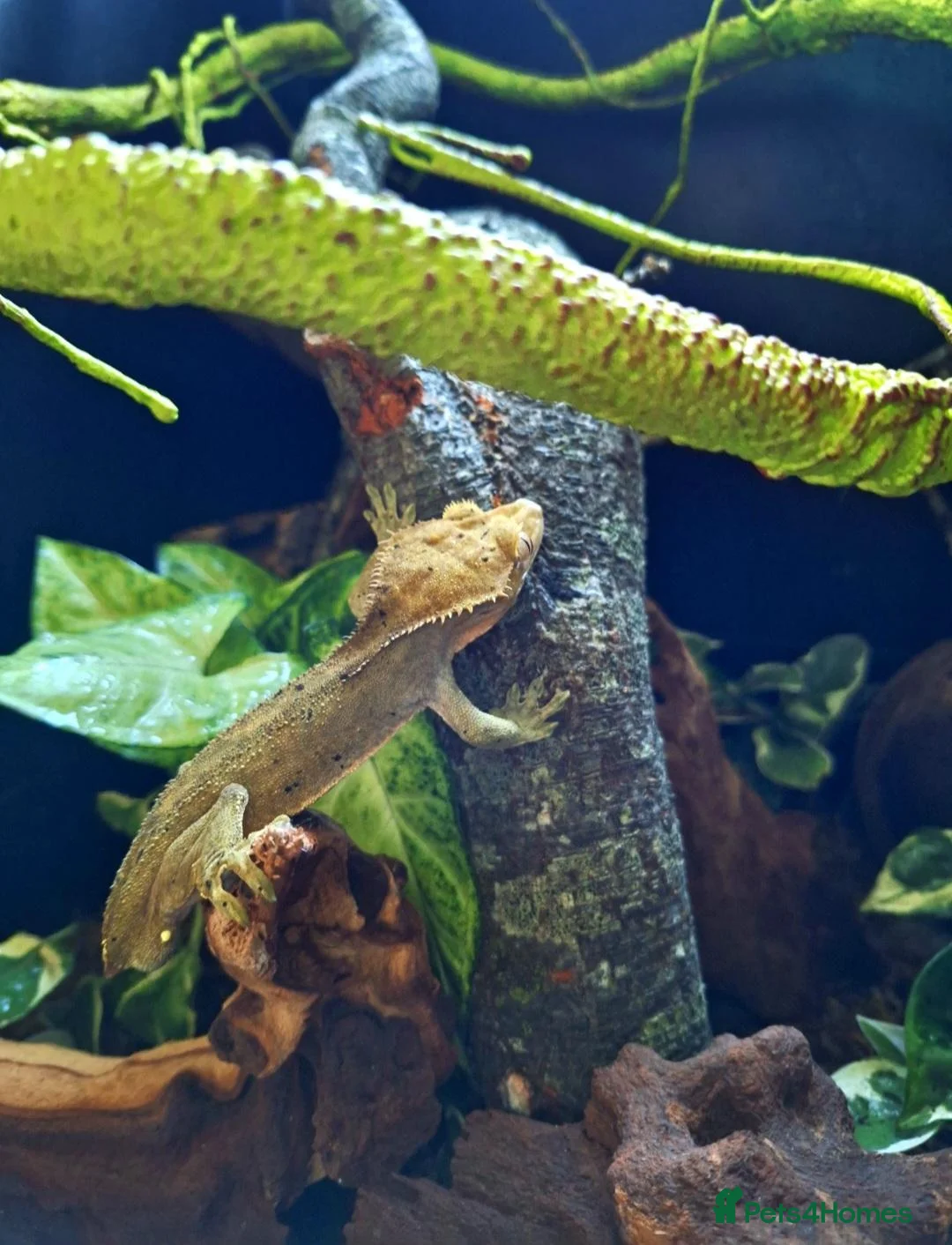 Gecko reptiles for sale: Crested gecko for sale - Advert 1