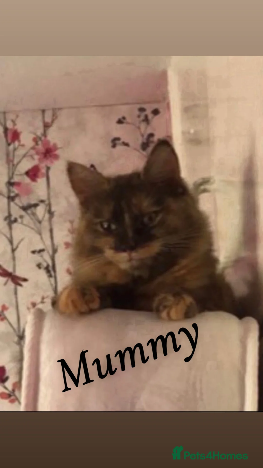 Mixed Breed cats for sale: Mixed breed kittens  - Advert 7