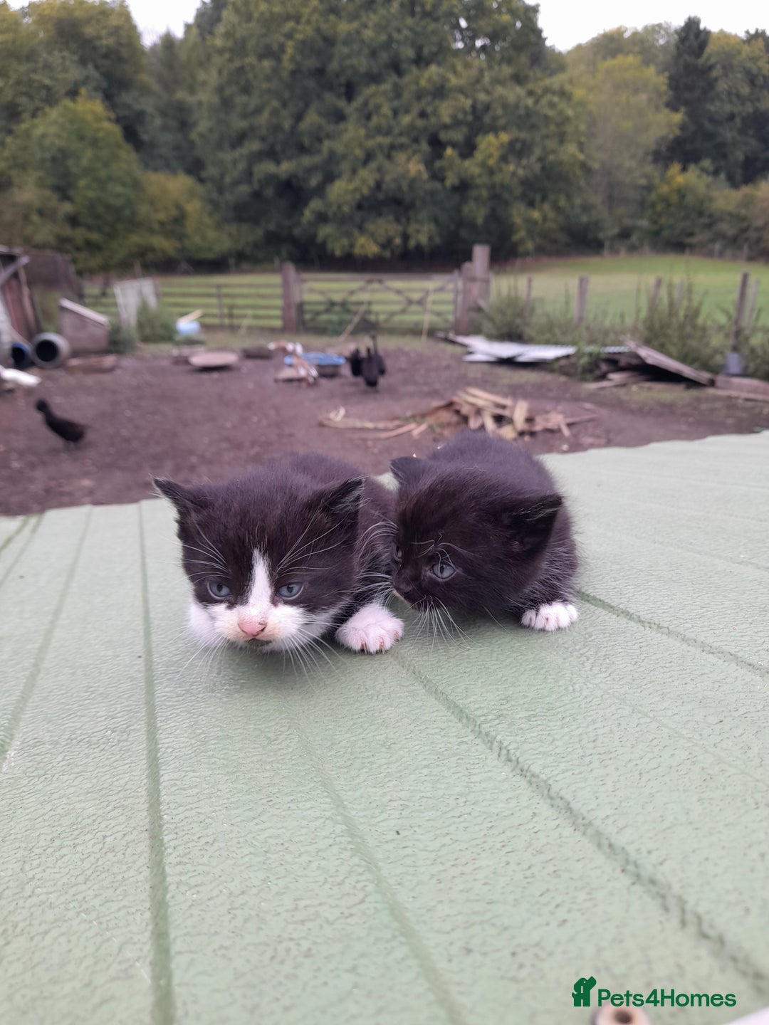 Aegean cats for sale: Agean x Kittens for sale - Image 20