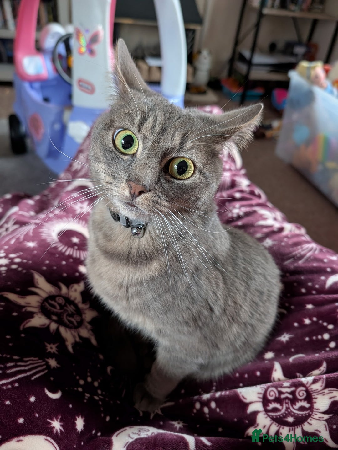 Mixed Breed cats for sale: Female Cat  - Advert 1