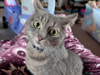 Mixed Breed cats Female Cat - Advert 1