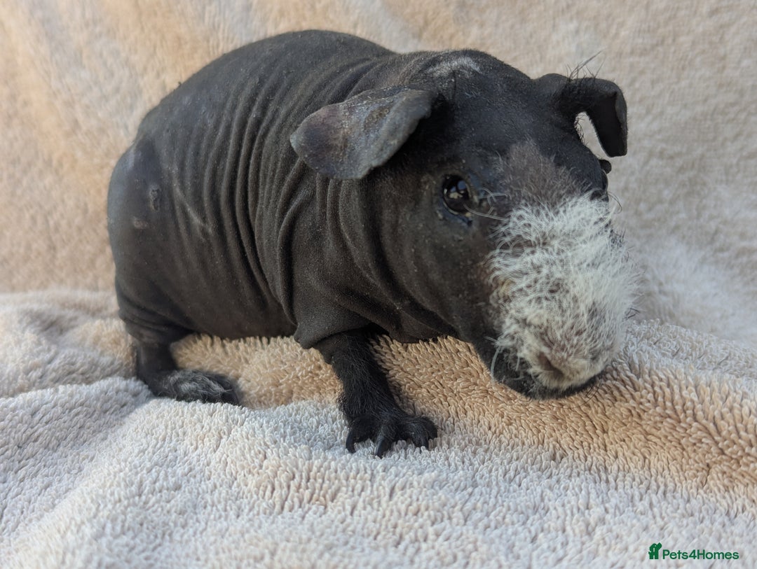 Guinea Pig rodents for sale: Skinny pig boar - Image 2
