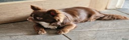 Chihuahua dogs for stud: Chihuahua Chocolate longhaired Stud  in Romford - Advert 3