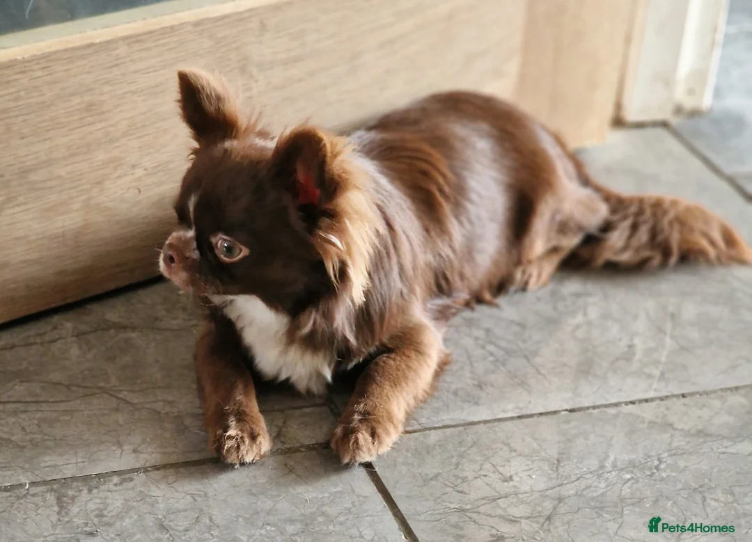 Chihuahua dogs for stud: Chihuahua Chocolate longhaired Stud  in Romford - Advert 3