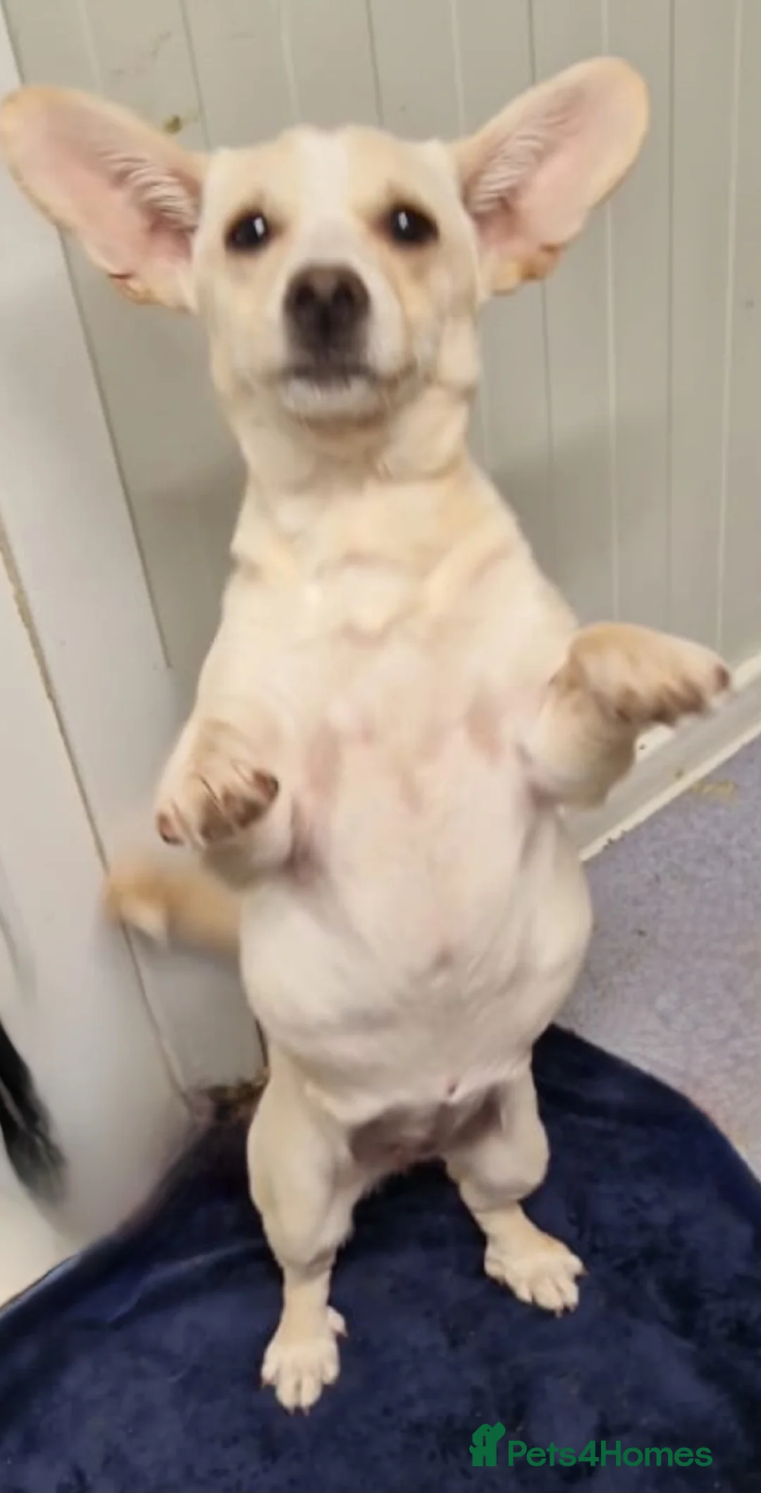 Mixed Breed dogs for adoption: Small 5kg. Mrs pEARS - Advert 6