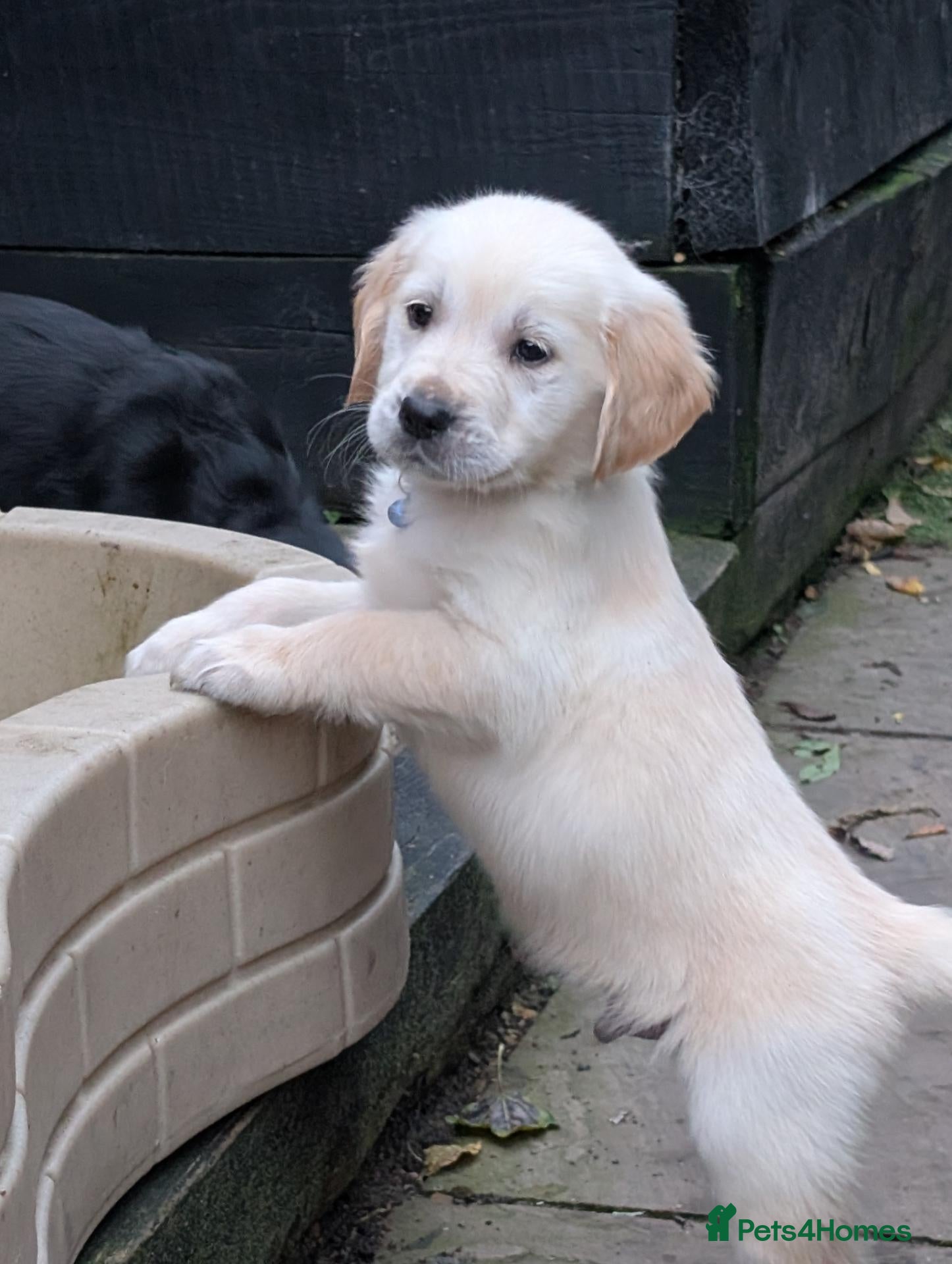 Golden Retriever dogs KC registered cream golden retriever  - Advert 2