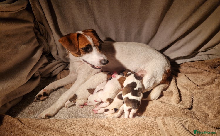 Jack Russell dogs - Advert 3