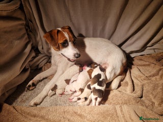 Jack Russell dogs - Advert 2