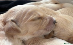 Golden Retriever dogs for sale: Golden retriever puppy Available 🐶🐾🦴  - Image 11