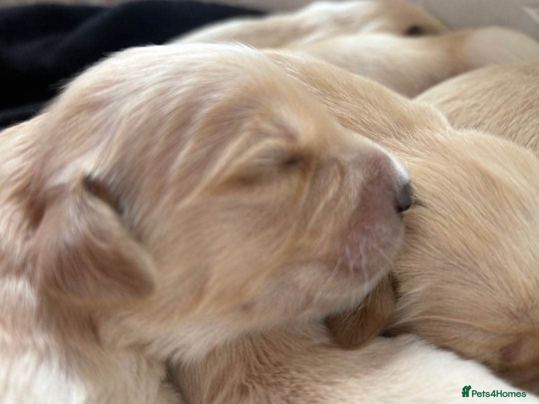 Golden Retriever dogs for sale: Golden retriever puppy Available 🐶🐾🦴  - Image 11