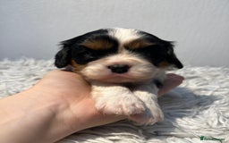Cavalier King Charles Spaniel dogs for sale: Cavalier puppies  - Advert 3