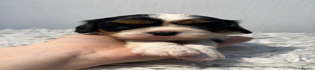 Cavalier King Charles Spaniel Puppy 2