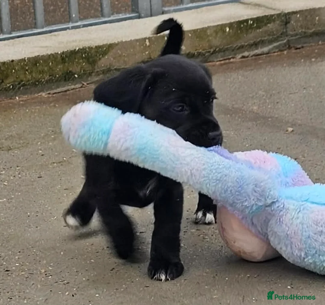 Bocker dogs for sale: Beautiful Bocker Bitch Puppies - Ready 25.02.26 - Advert 9