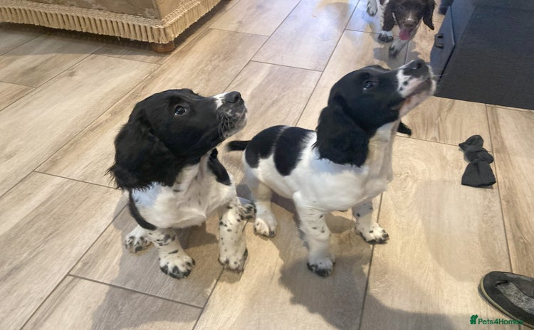 English Springer Spaniel dogs - Advert 2