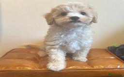 Cavapoochon dogs for sale: Fully DNA tested Cavapoochons  - Image 6