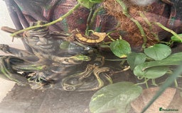 Gecko reptiles for sale: Crested gecko  - Image 1