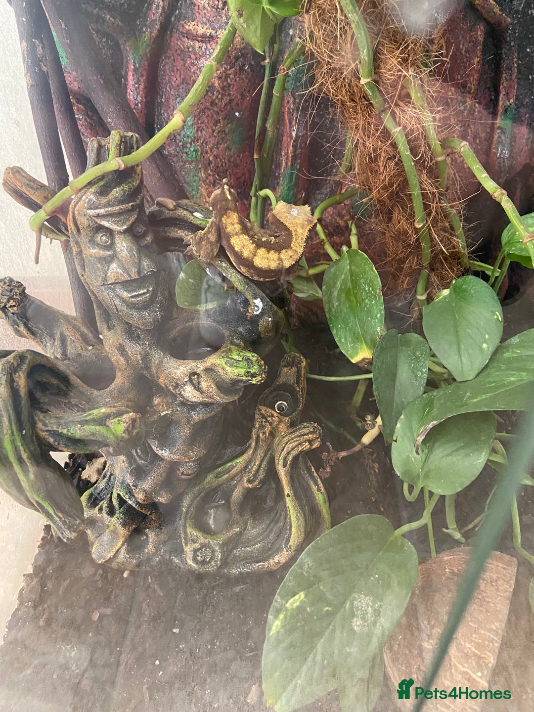 Gecko reptiles for sale: Crested gecko  - Image 1