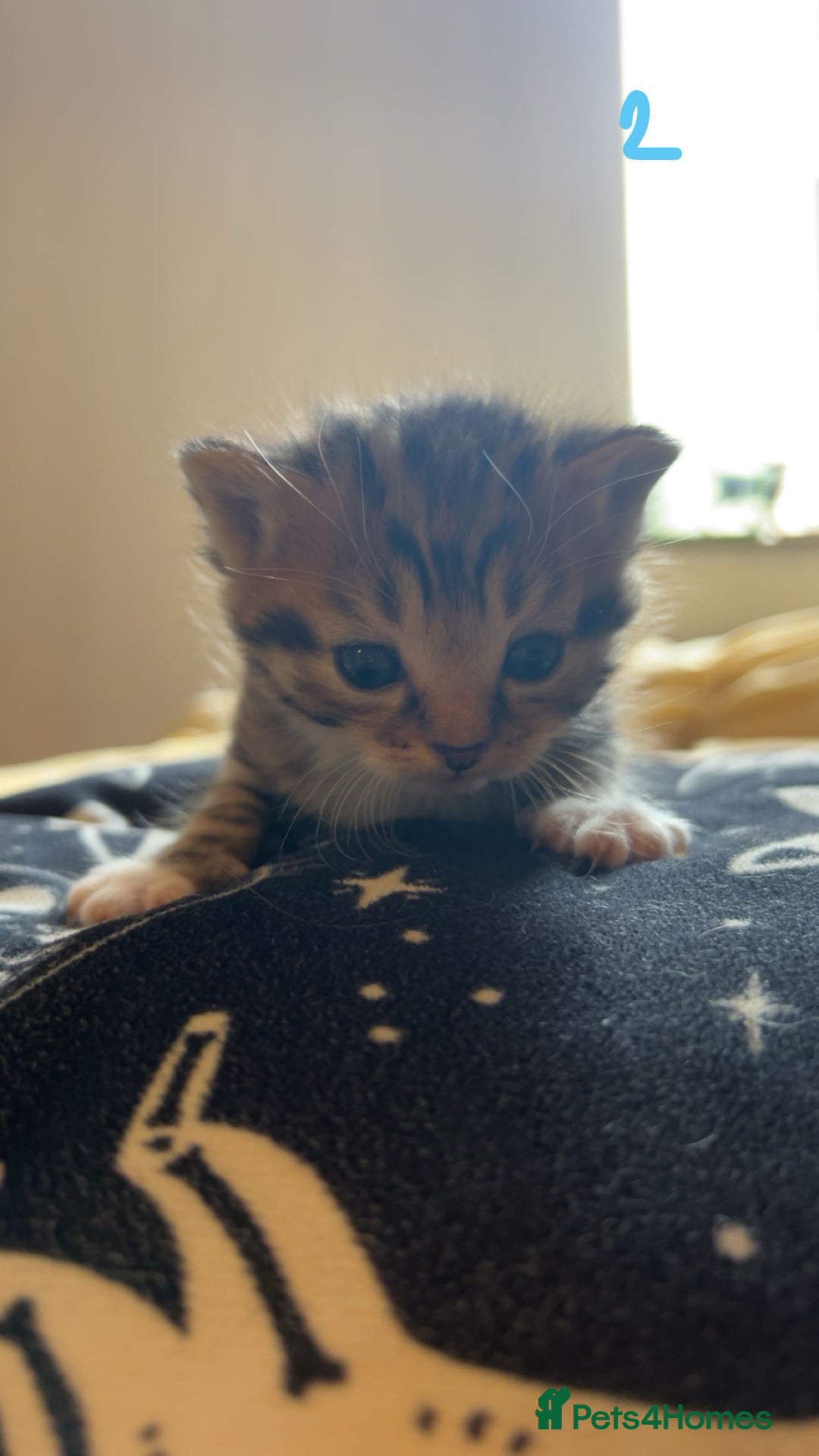 Maine Coon cats for sale: 1 GIRL / 5 BOYS - Image 3