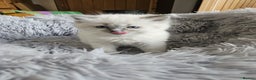 Ragdoll cats for sale: Ragdoll Kittens Rare colourings - Advert 4