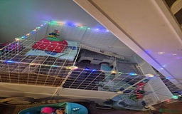 Guinea Pig rodents for sale: 3x male guinea pigs - Advert 6