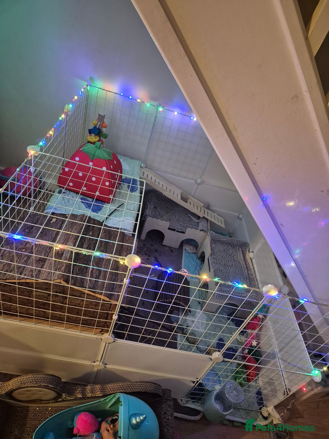 Guinea Pig rodents for sale: 3x male guinea pigs - Advert 6