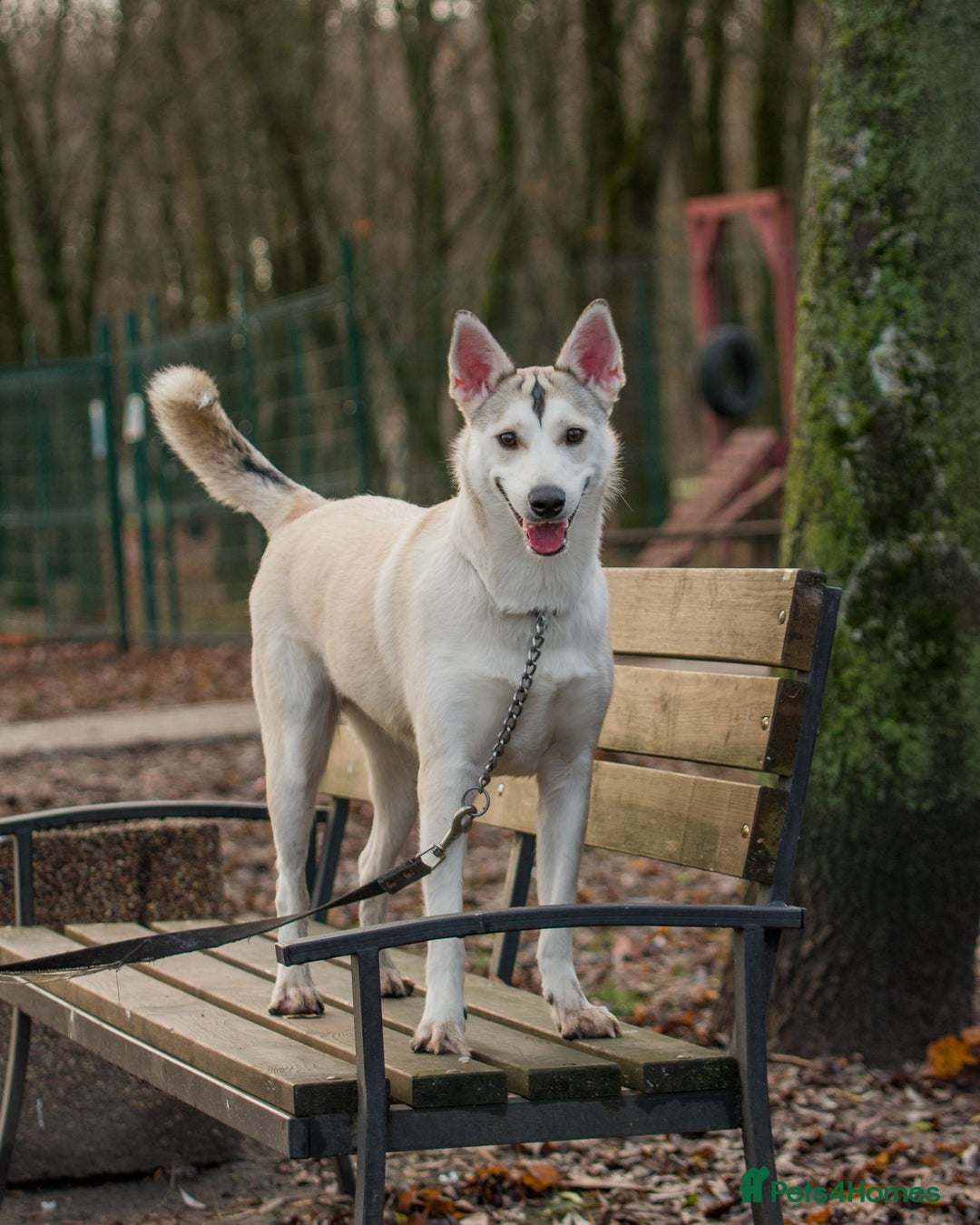 Siberian Husky dogs for adoption: KYLIE – Female Siberian Husky - Advert 4