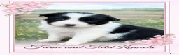 Border Collie dogs for sale: Gorgeous collie pups - various colours  - Advert 17