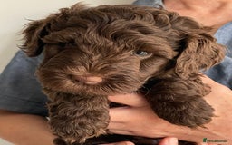 Schnoodle dogs for sale: F1 mega coated mini cross Schnoodles - Image 3