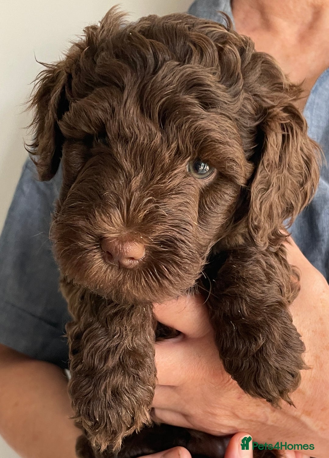 Schnoodle dogs for sale: F1 mega coated mini cross Schnoodles - Image 3