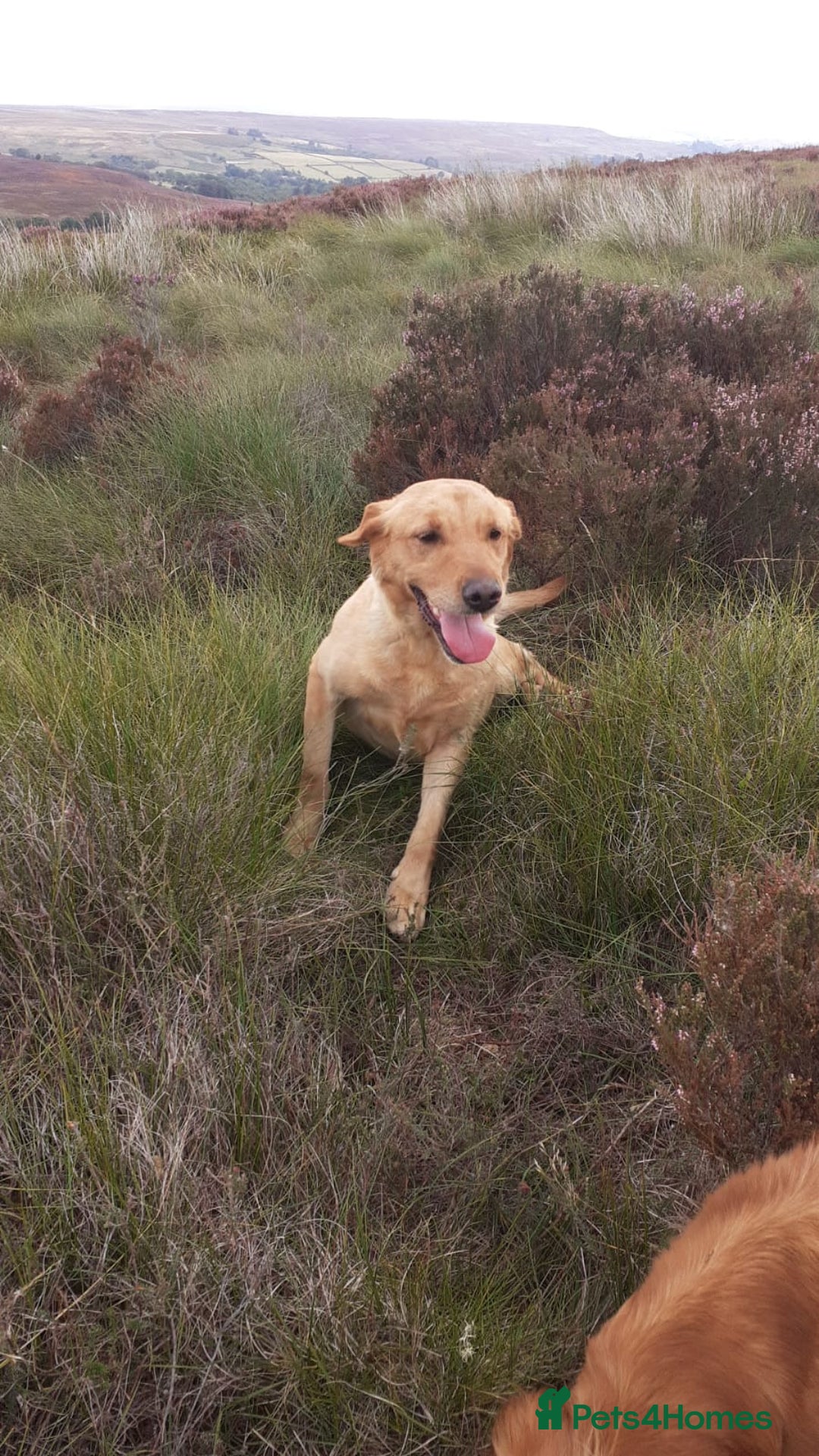 Labrador Retriever dogs for sale: Yellow Labrador female - Image 4
