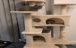 Mixed Breed cats for sale: Red point Ragdoll X Blue British Shorthair - Image 9
