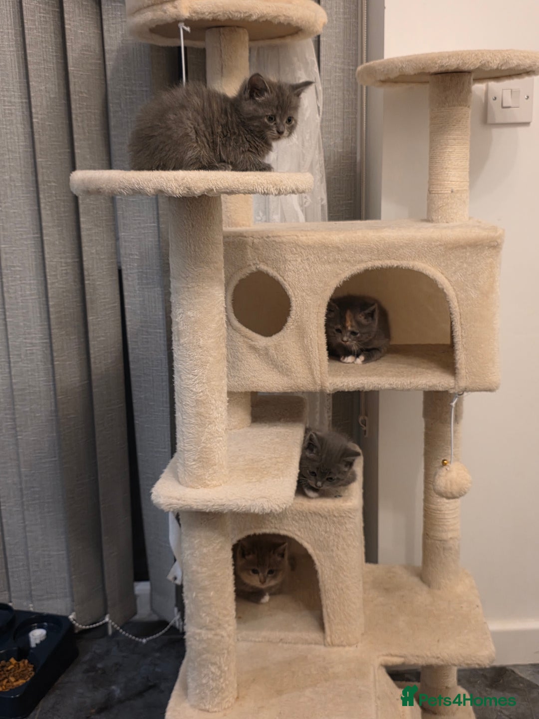Mixed Breed cats for sale: Red point Ragdoll X Blue British Shorthair - Image 9