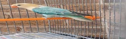 Lovebirds birds for sale: VOLIT BLUE PARBLUE PASTALINO VOILET BLUE EUWING   - Advert 20