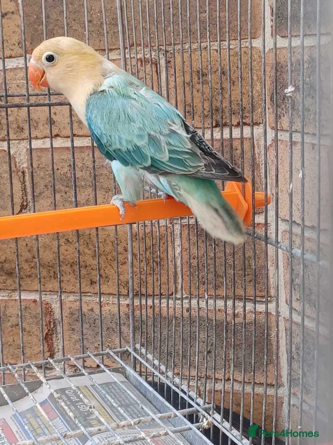 Lovebirds birds for sale: VOLIT BLUE PARBLUE PASTALINO VOILET BLUE EUWING   - Advert 20