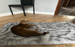 Abyssinian cats for stud: Champion line Aby boy for stud in Romford - Image 26