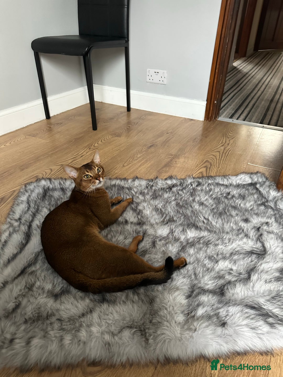 Abyssinian cats for stud: Champion line Aby boy for stud in Romford - Image 26