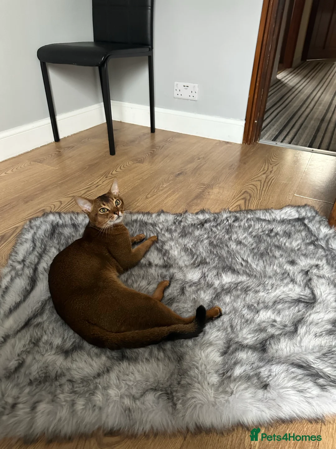 Abyssinian cats for stud: Champion line Aby boy for stud in Romford - Advert 26