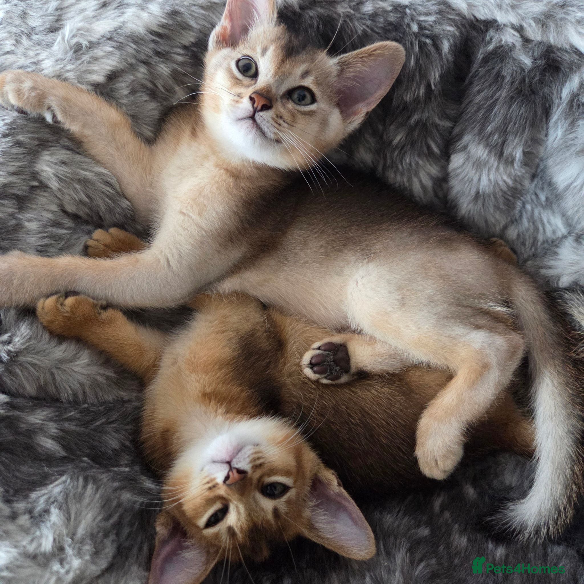 Abyssinian cats 🔥 TICA Registered Abyssinian Kittens - Advert 2