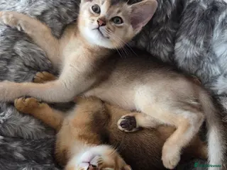 Abyssinian cats 🔥 TICA Registered Abyssinian Kittens - Advert 2