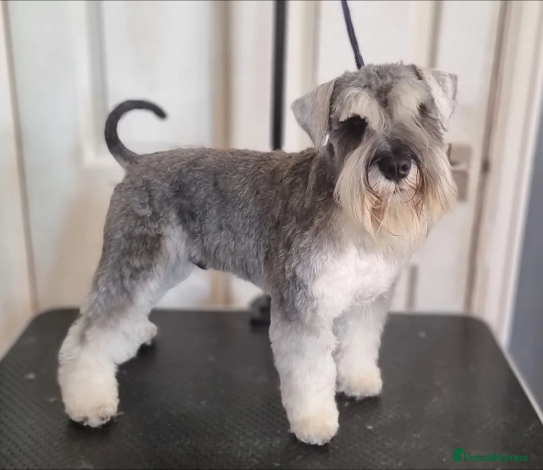 Miniature Schnauzer dogs for stud: Pepper & salt proven for stud in Hull - Advert 3