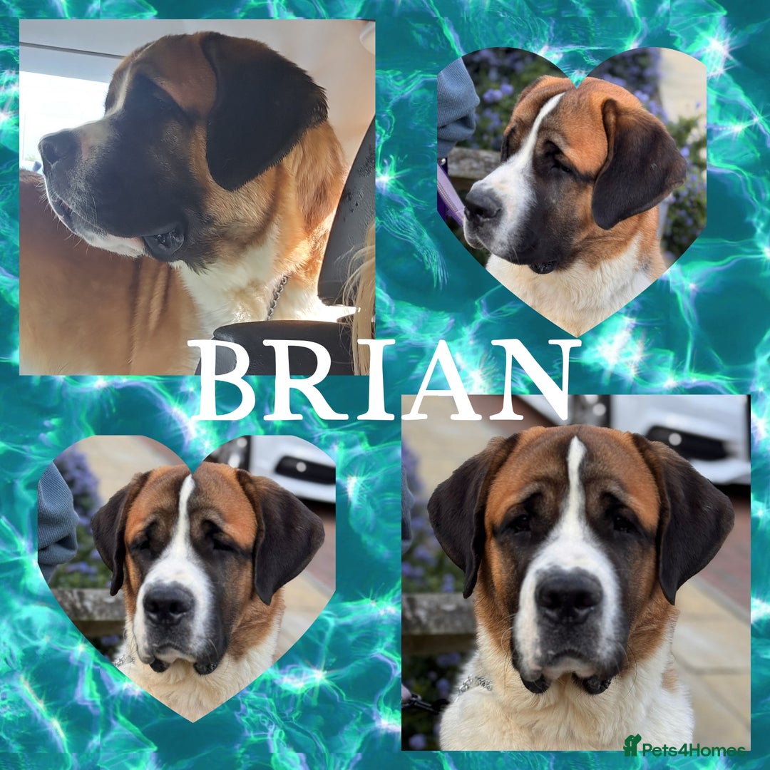 Saint Bernard dogs for stud: Kc reg Saint bernard for stud  in Bedford - Image 4