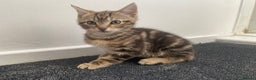 Mixed Breed cats for sale: Cute fluffy kitten ready for new home - Advert 6