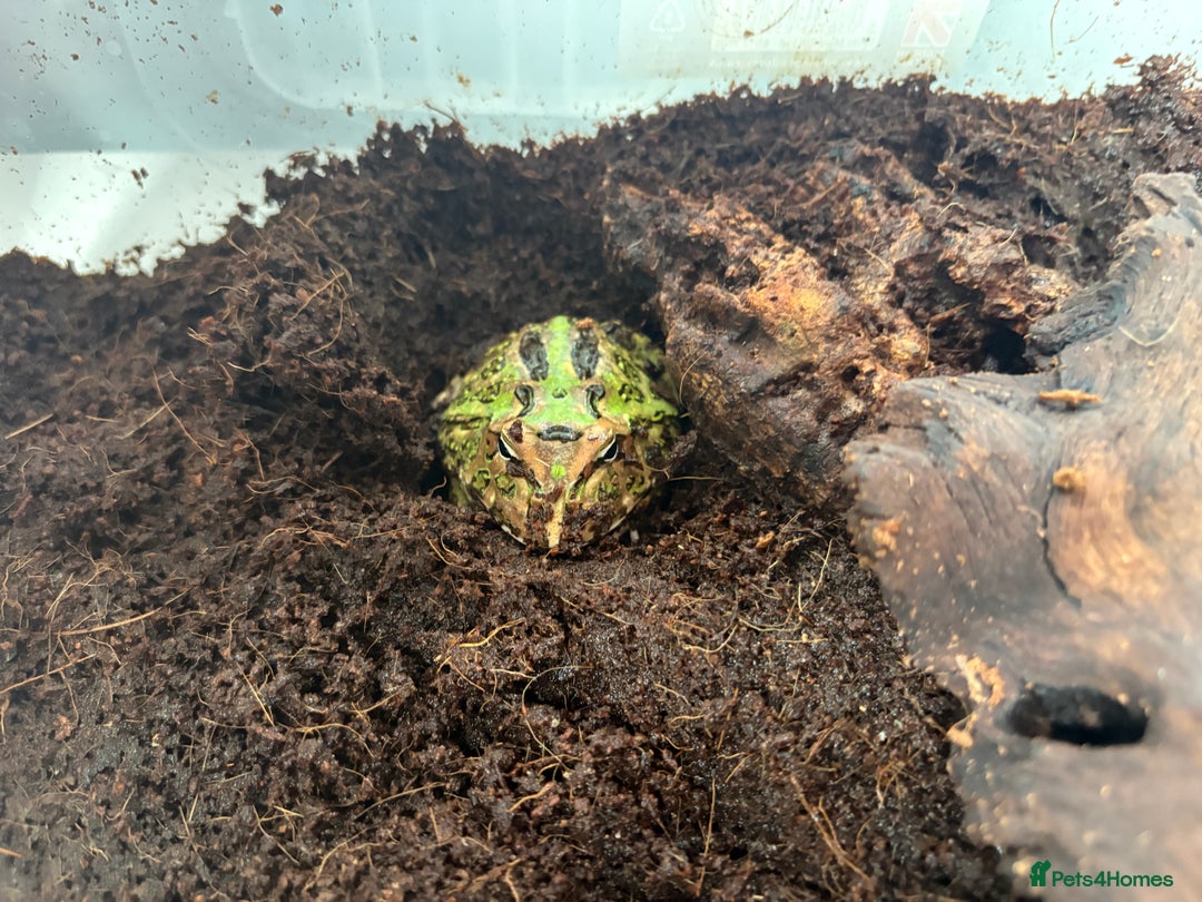 Frog reptiles for sale: Pac-Man frog - Image 5