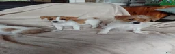 Jack Russell dogs for sale: Jack Russell in Exeter - Advert 8