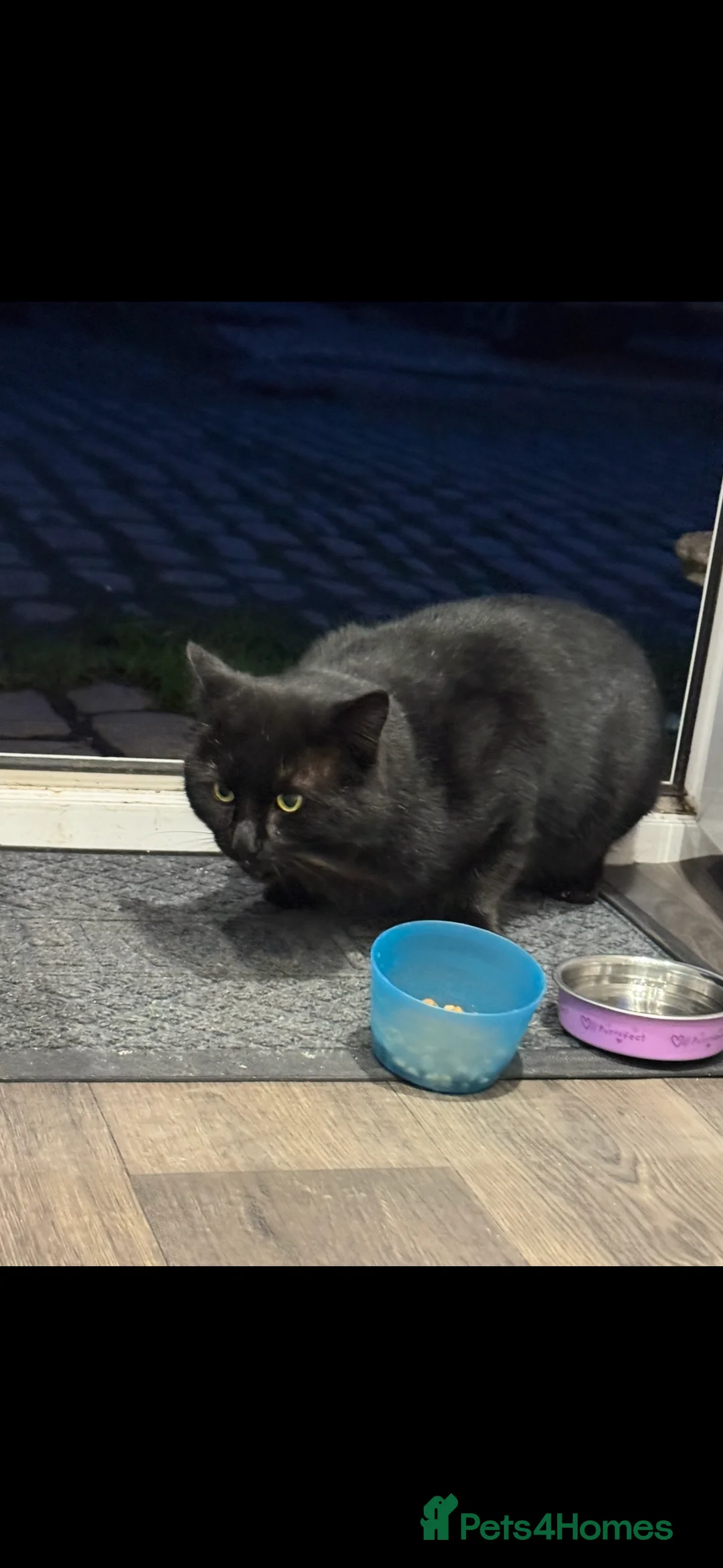 Ragdoll cats for sale: Ragdoll × British Shorthair Kittens - Advert 6