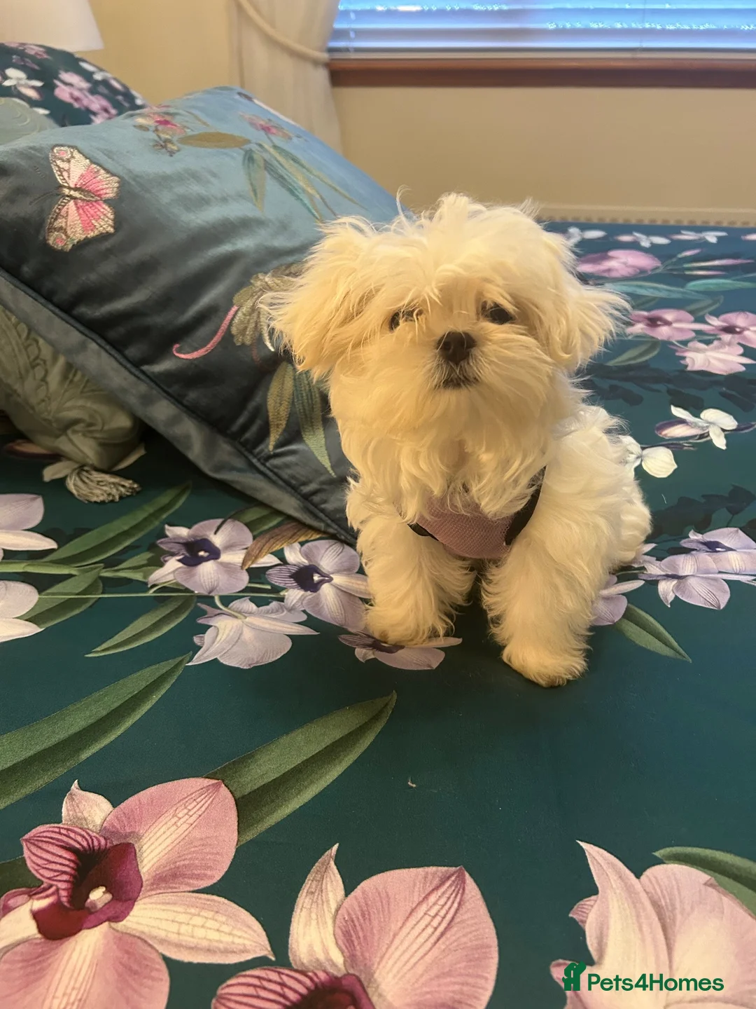 Maltese dogs for sale: Tiny Maltese Girl, ready now KC Reg - Advert 1
