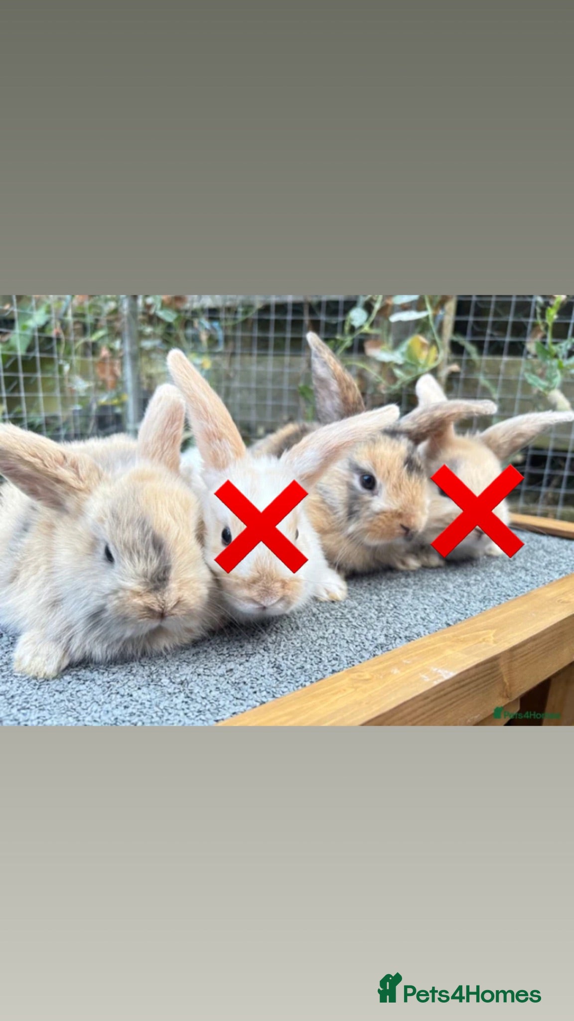 Mixed Breed rabbits 2 Mini Lop cross babies - Advert 8